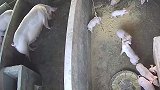 猪崽在猪圈里打架，猪妈妈见后制止