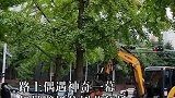 路上偶遇神奇一幕，机械臂抓住树苗狂抖