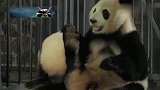 熊猫：小子，一边玩去，莫挨着老娘
