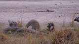 鬣狗偷食：并攻击野狗，野狗与鬣狗的生存之战