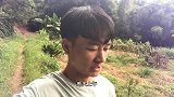 皇竹草地满水了，皇竹草会怎么样，看一下什么情况