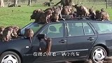 峨眉山猴子最怕的东西，带一个在身上，保管没猴子敢骚扰你