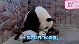 熊猫太可爱了，谁敢抢我的娃我跟谁拼命，嗯真香！