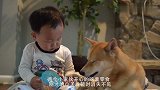 宝宝指挥狗狗玩水，接下来狗狗的反应，全家都笑坏了