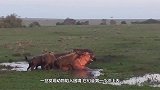 饿成“皮包骨”的豹子被鬣狗围攻，网友：多半是活不成了