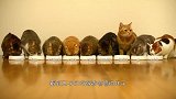 13只猫咪集体进食，突然群体大暴动！发生了什么