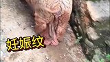满身皱纹的猪