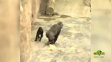 小猩猩进入叛逆期,做家长的猩猩爸爸好无奈!笑喷