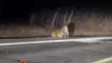夜行司机路上偶遇小老虎，看这小老虎不慌不着急的