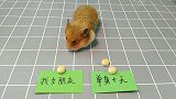 一边是找女朋友，一边是单身十天，看下小仓鼠会选哪个