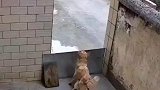 狗子越狱踢到挡板，动物的迷惑行为