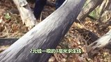 3毫米的求生线能锯断一棵树？老外现场展示，结果刷新三观！