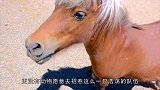 一匹马溜达进狼群，跑是不可能跑的，卖个萌试试吧