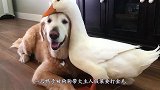鸭子被狗狗带大，主人假装要打金毛，鸭子的反应令人惊讶！