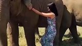 小姐姐在缅甸遇见野生大象，想合照却没有脚蹬子