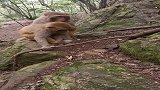 猴哥大战癞蛤蟆，估计猴哥险胜，蛤蟆性命堪忧！