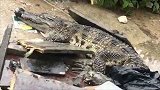 暴雨后武汉街头惊现1.5米长鳄鱼 武汉动物园辟谣：不是我们的