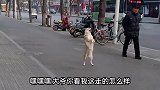 搞笑配音：过年在老家的狗子就是个惹祸精，真是又菜又爱玩