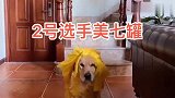 主人给两只金毛开了场模特秀，这造型一个比一个惊艳，太可爱了