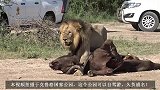 有担当的狮王，捕获野牛不贪独食，带回家中给妻儿享用