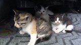 发现车里有三只流浪小奶猫，显得非常无助，车主的举动十分有爱！