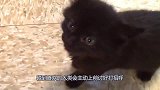 网友捡回一只流浪猫，养了一段时间，主人渐渐发现了异常！