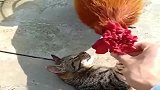 狸花猫睡午觉，主人故意引诱公鸡打扰它，真难呀