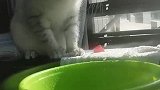 猫：这谁没关水龙头啊，太浪费水了！