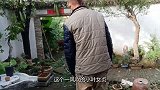 小强弄来个紫砂盆，准备给小院的小叶女贞换上，没想到摔了一大跤