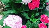 在丽江的柔软时光里，享受鸟语花香。