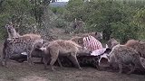 鬣狗群劫来大猎物，快乐进食中