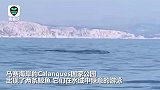 更多动物出现了！或因隔离政策影响，法国国家公园出现两条鲸鱼