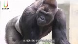 猴子照顾一岁小孩，拦腰抱起脑袋着地，吓坏旁观者