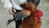 家里的鸡太能乱飞了，你一天飞个八九遍，我实在没招了只能把你翅