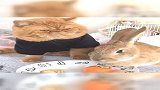 兔子吃东西声音太大，看加菲猫那嫌弃的小眼神