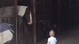 小女孩每天都会去看望马儿们，聪明的马儿也懂她的意思纷纷低头