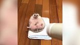 看着可爱的小刺猬，这傻乎乎的样子，真是有趣极了！