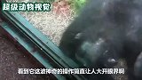 天空突然下起大雨，几只大猩猩双手环绕，蹲坐在地上躲雨