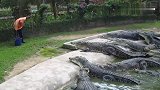鳄鱼张着大嘴向饲养员靠近,饲养员淡定的拿一根竹子一指就回去了
