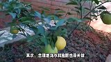 柚子树的养殖方法和注意事项