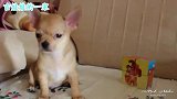 吉娃娃刚到新家，害羞的像个小孩子，一动不敢动