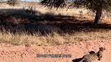花豹伏击羚羊，迅速快准狠，镜头拍下精彩瞬间！