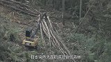 日本突然疯狂砍伐森林，只因中国给价太高，只能出卖自家资源