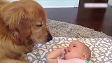 黄毛狗狗一直盯着宝宝，你们这是在做什么挑战赛吗，加我一个！