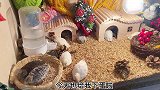 我家小鸡宝宝也入箱啦～圣诞的装饰效果真赞呐