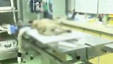 云南昆明：斗牛犬宠物医院洗澡后死亡，疑烘干箱温度过高