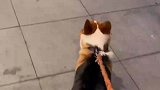 小迷弟追警犬追了一路