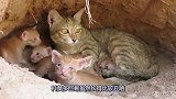 科莫多巨蜥袭击猫窝，猫妈妈奋力反抗，保护孩子的那股劲令人感动