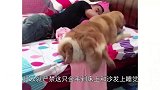 铲屎官熟睡没有盖被子，金毛叼来毛毯，结果不是我想看到的