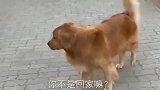 金毛遇小母狗不愿回家，主人让金毛做选择，金毛不舍的丢下小母狗